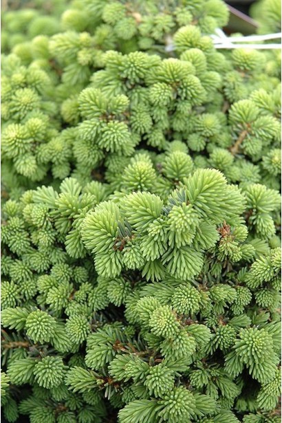 Ель Литл Джем